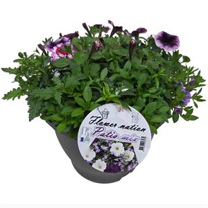 Afbeelding van TP26 Mix 11